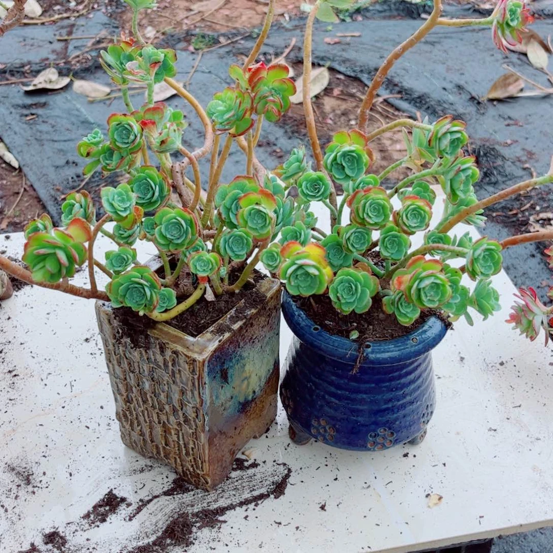 薄化妆120黄盆两颗