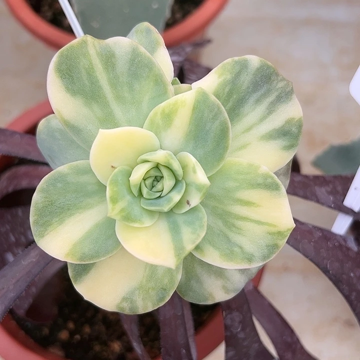 拉丝可爱玫瑰锦多肉