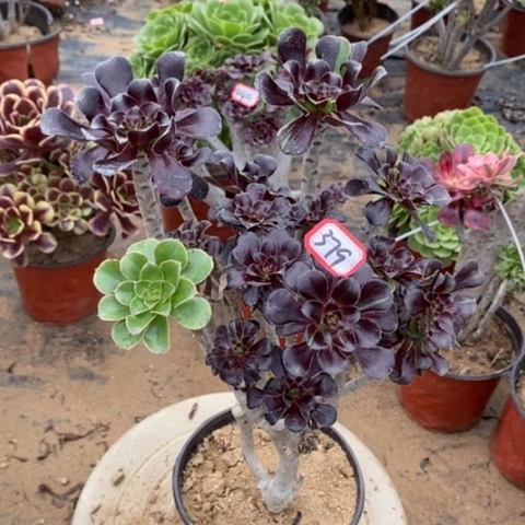 水墨丹青砍过一物一拍