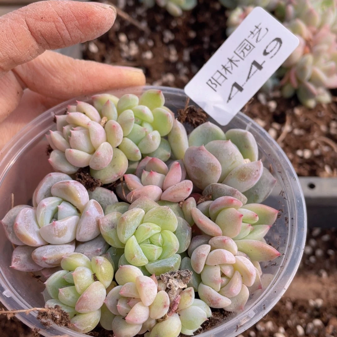 多肉植物多肉植物449