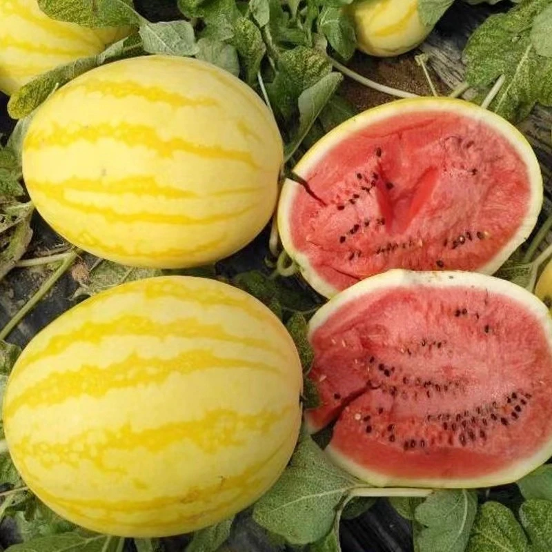 黄皮红瓤西瓜种子早熟春播超甜西瓜籽四季播种