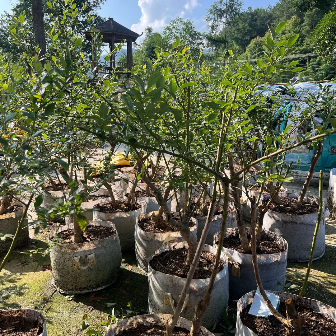 （带土带盆球）正宗盛果期老桩蓝莓水果苗耐旱蓝莓树苗