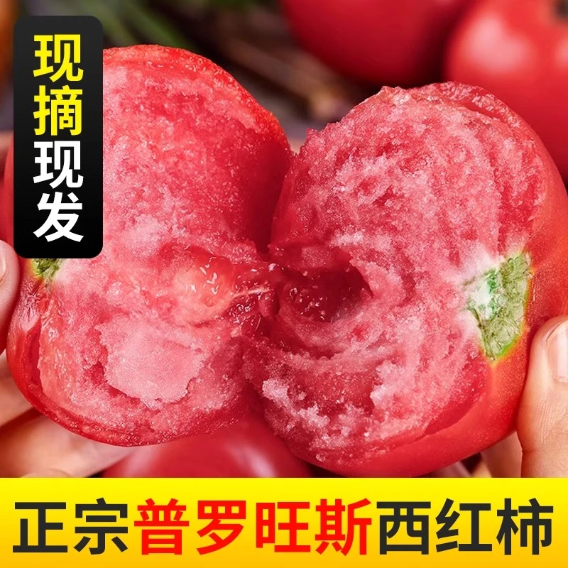 大棚种植普罗旺斯水果西红柿沙瓤多汁自然成熟可生吃