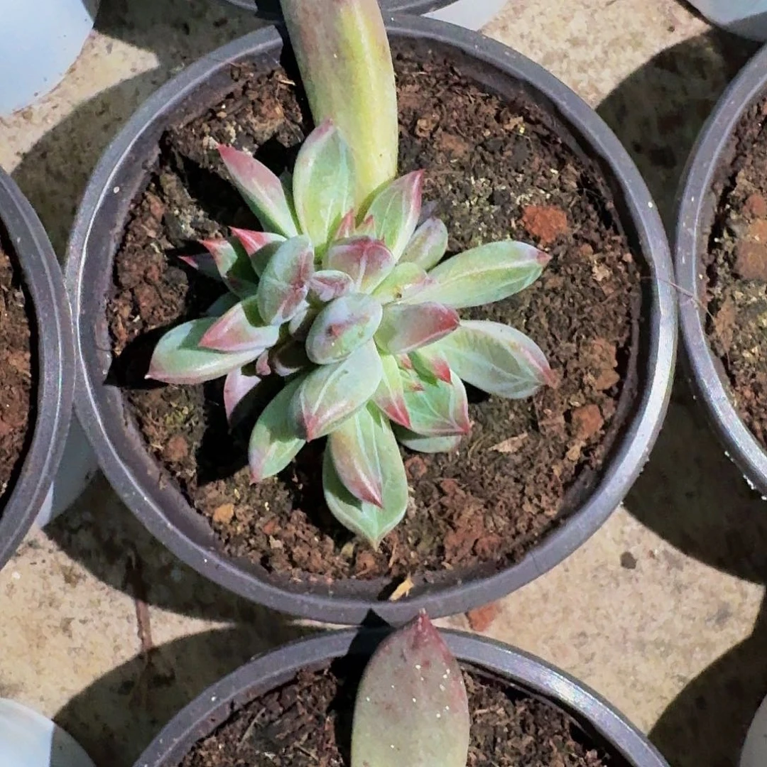 紫镜 叶插 一物一拍