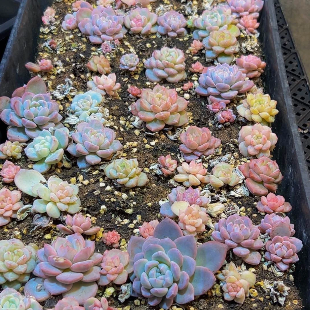 068多肉的我也是很喜欢吃了