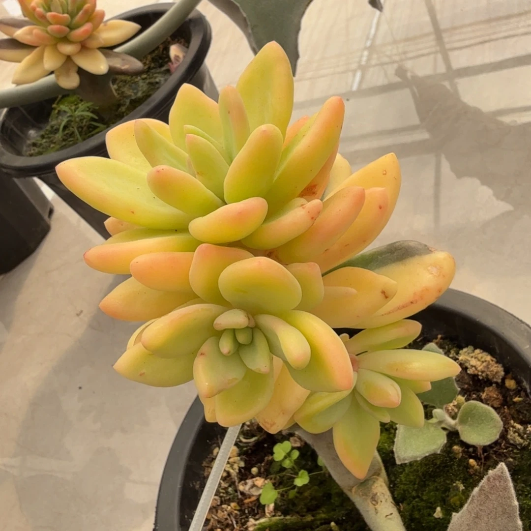 紫丽颠多肉锦多肉锦