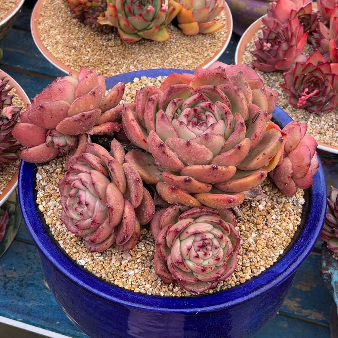 从前慢多肉精选编号0207.5555