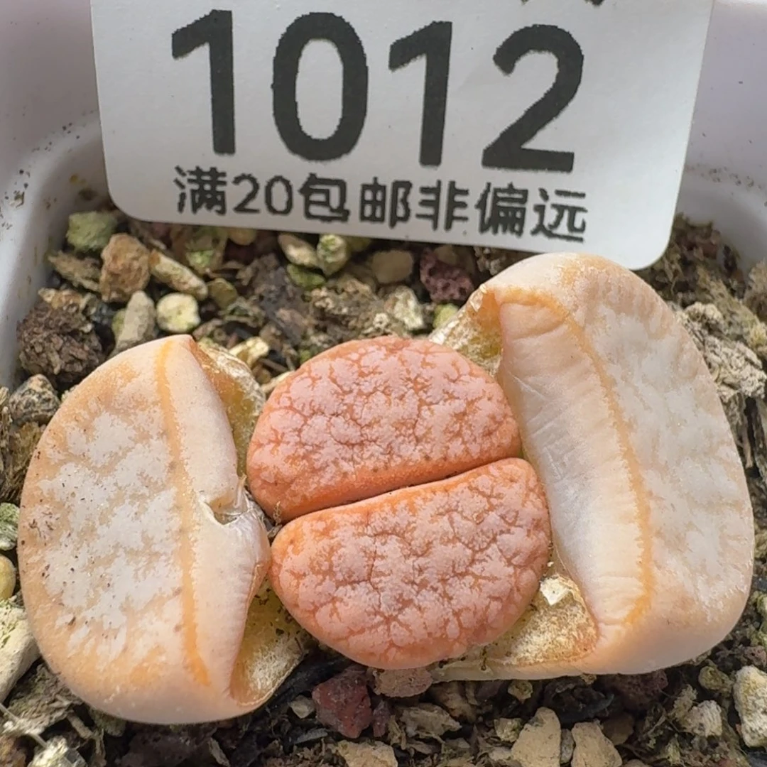 拿铁带盆土。 309A.