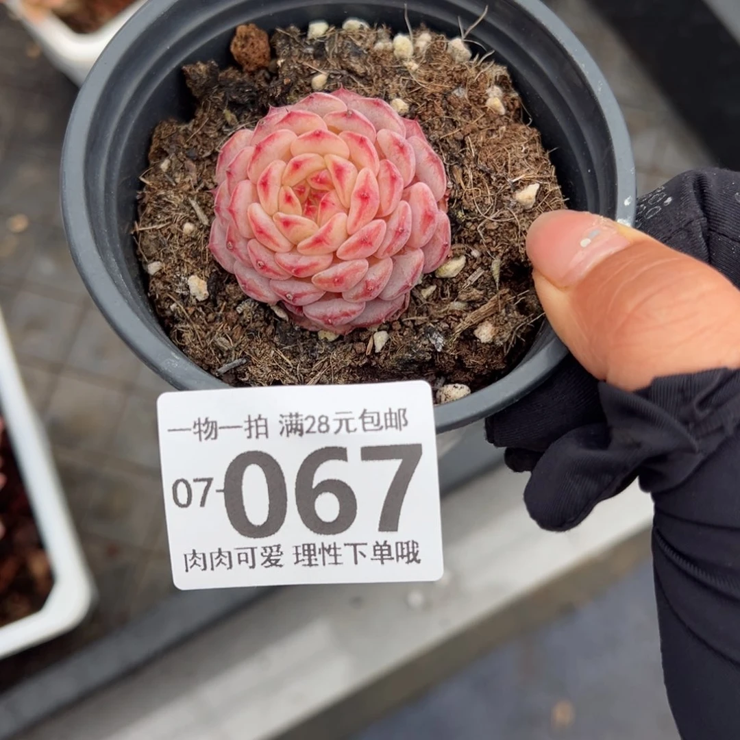 宝***?白胖子多多肉多肉多肉