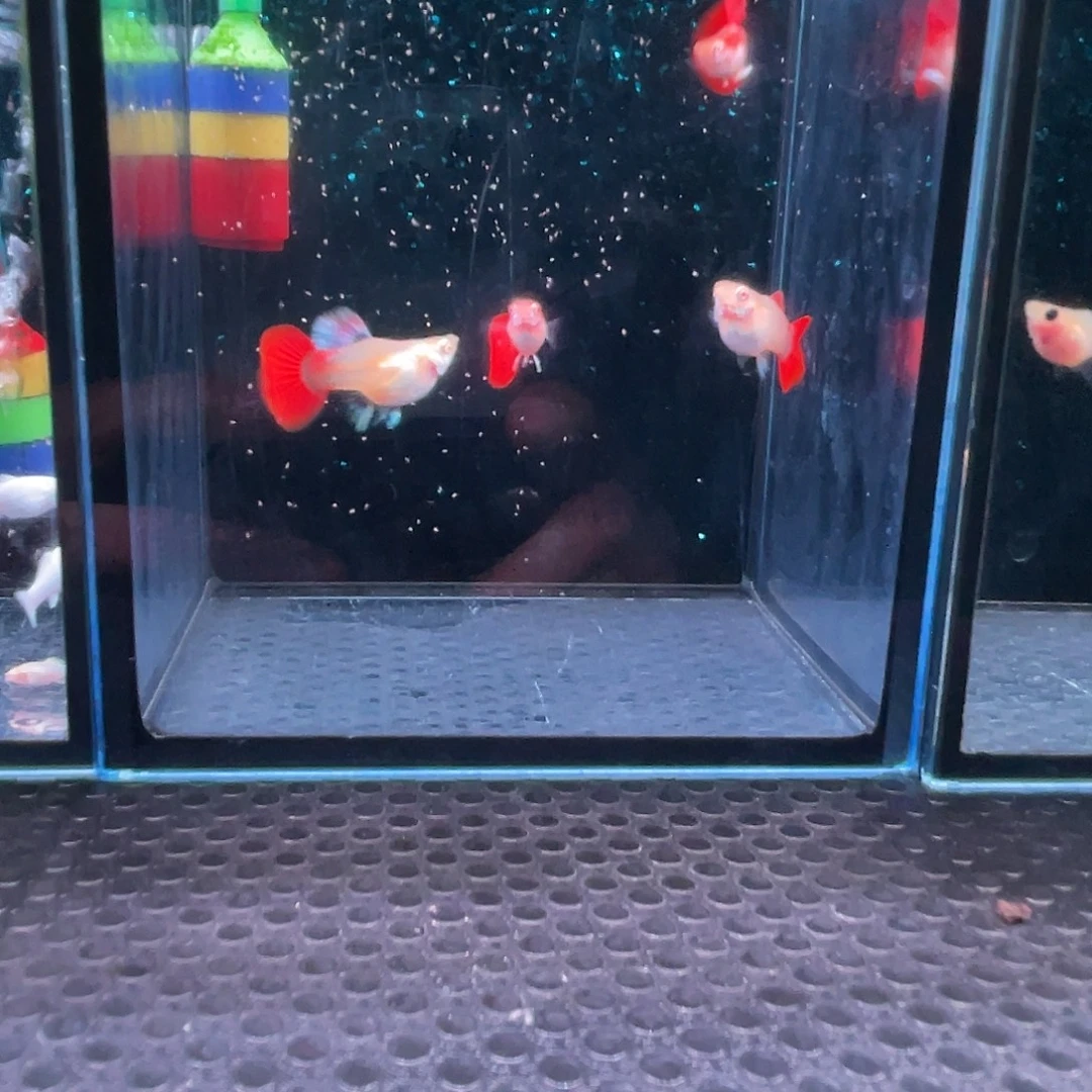 孔雀鱼 折扇白子球1对