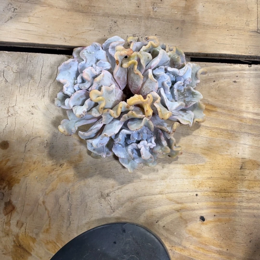 ?****?一物一拍中通快递