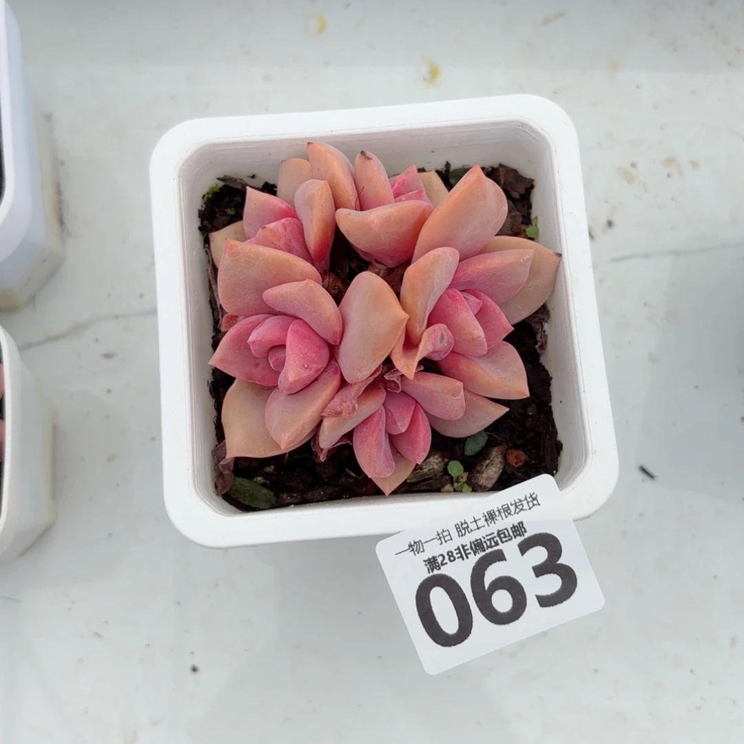 彩虹糖老桩无盆土发货
