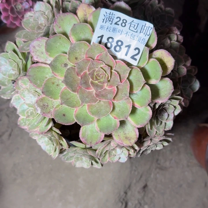 18812莲花座多肉植物