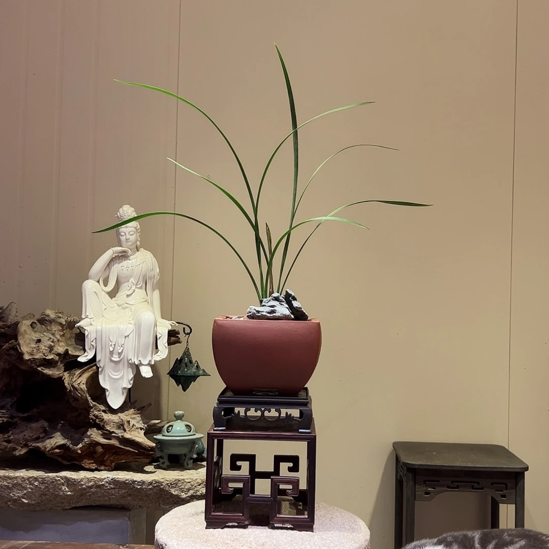 大部分花苞少量开放红花素