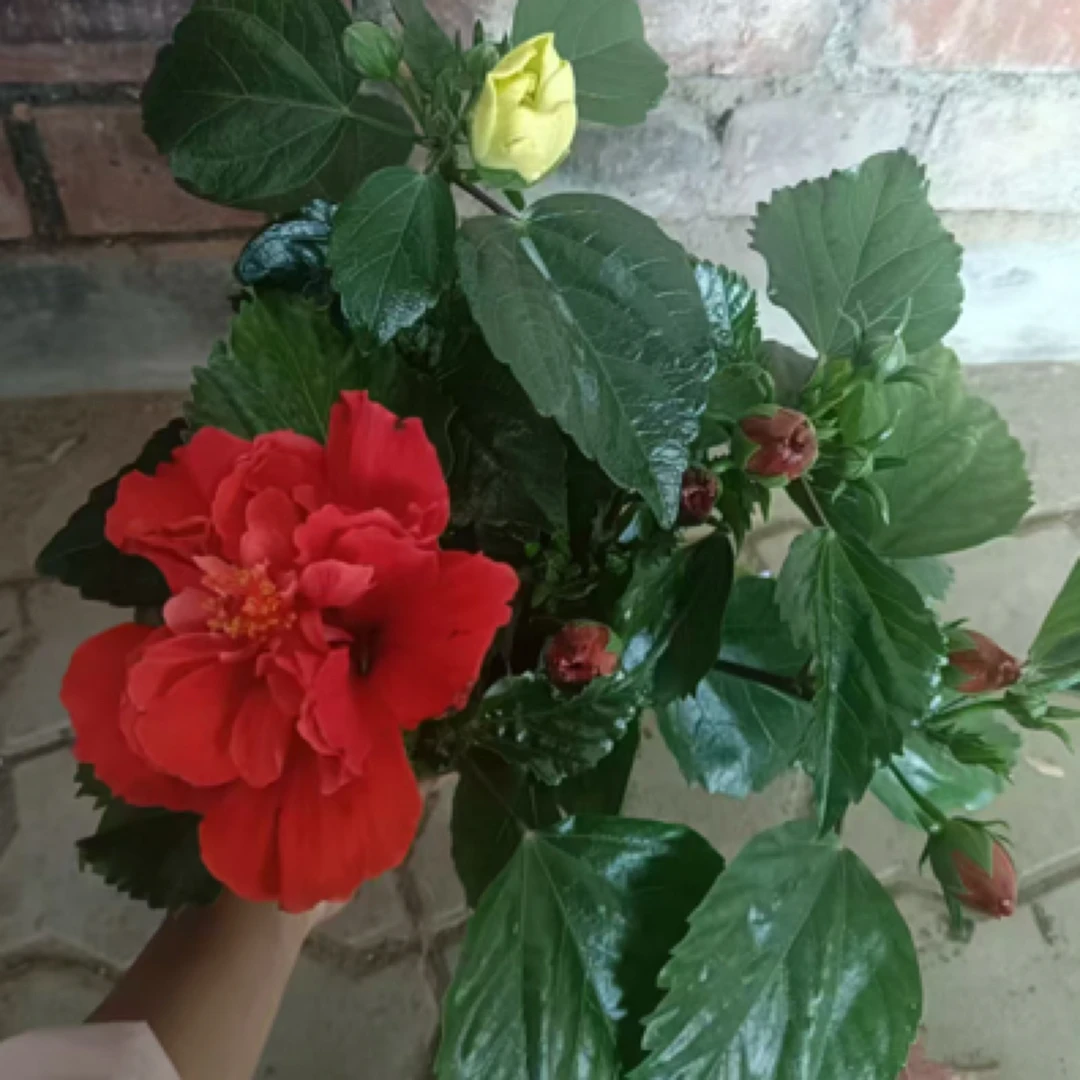 精品丹麦木槿花四季开花盆栽重瓣朱槿大花扶桑带花苞桑叶牡丹花卉