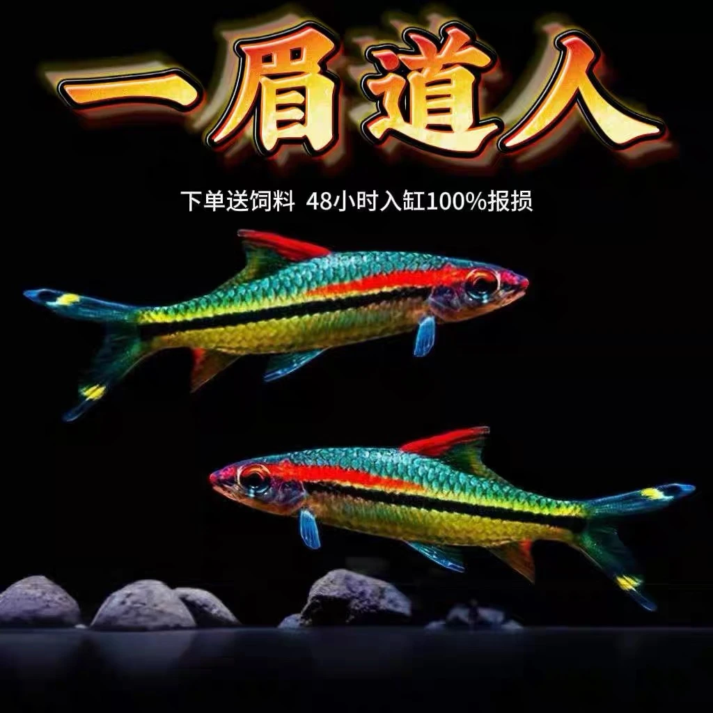 群养一眉道人热带活体观赏鱼苗适合群游草缸淡水养殖中小型鱼