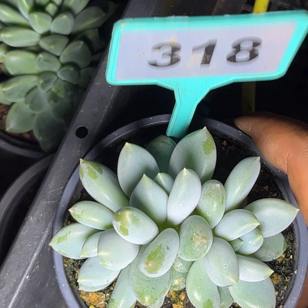多肉植物胖体哥特318