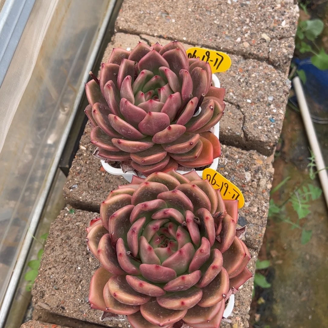 06-19-17两颗原始红钻石多肉植物