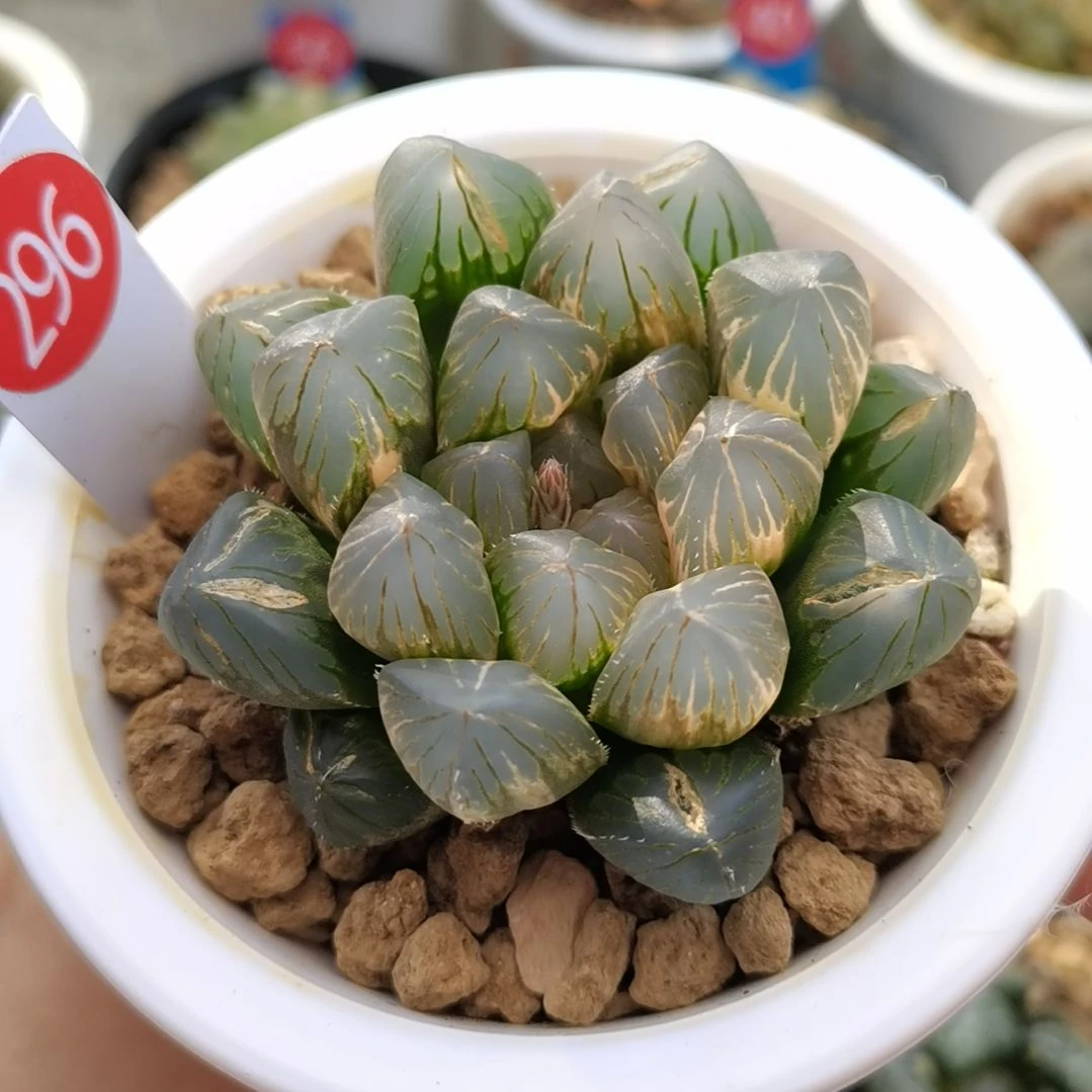 296号龙爪巨大款一物一拍带盆土发货
