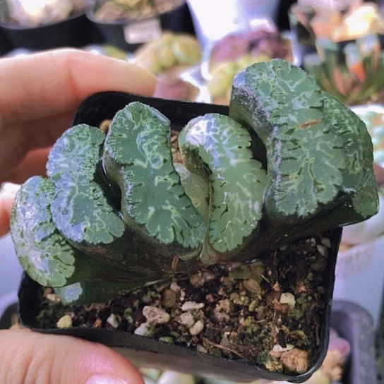 无花朵1075，大玉扇