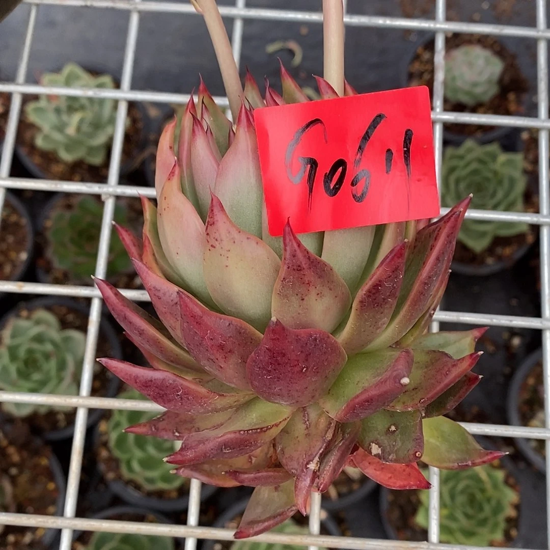 花****熊多肉植物多肉植物0611