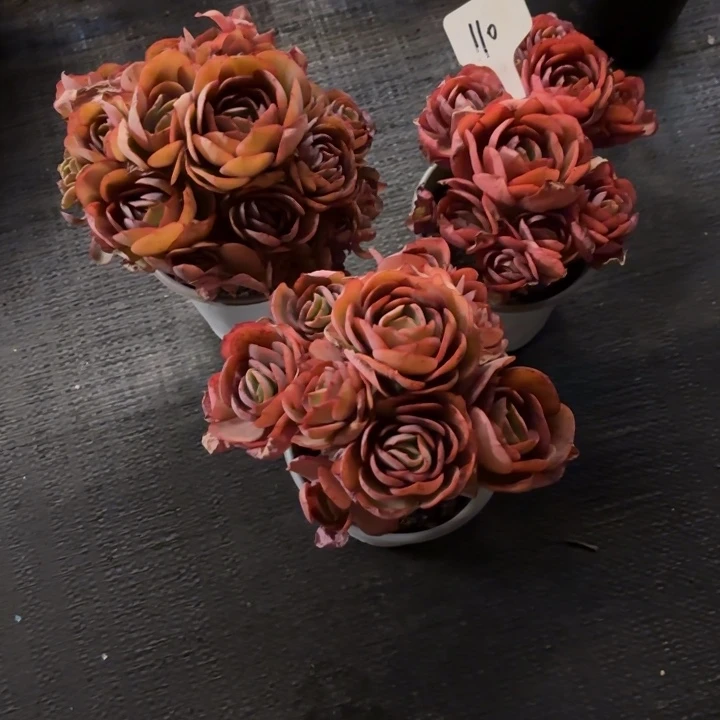 困***多肉植物，秀妍3棵110棵