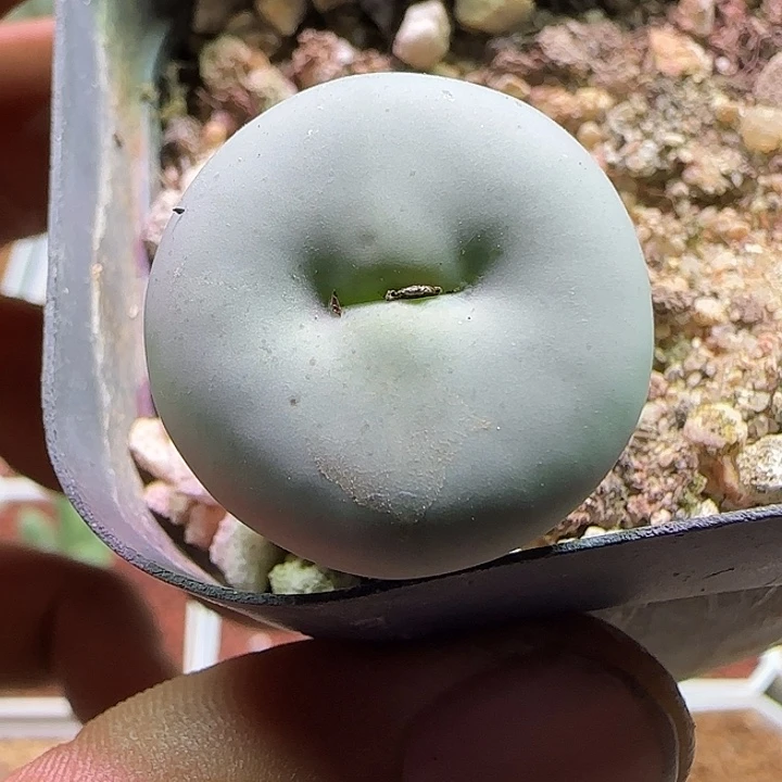 058 开播福利来啦