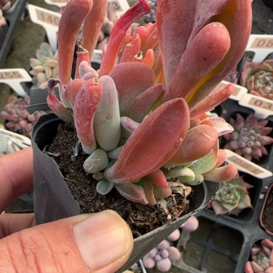 147火狐狸多肉植物多