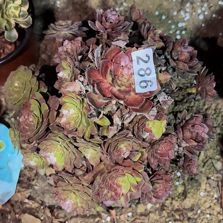 286男爵多肉植物不售后