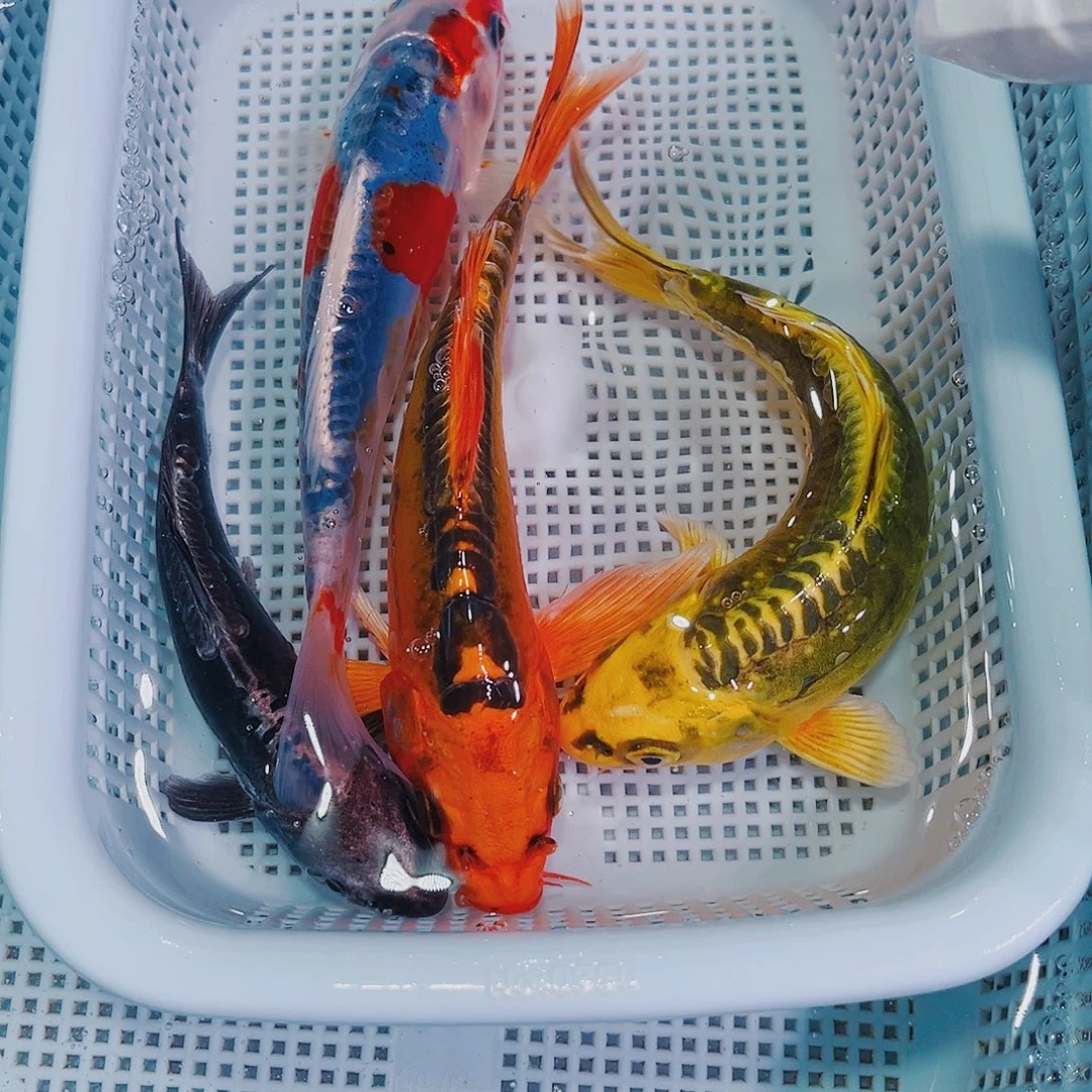 锦鲤锦鲤冷水鱼观赏149