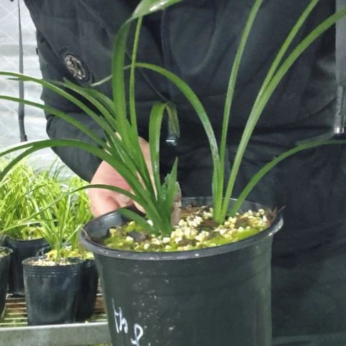 风***Q全部花苞春兰大富贵兰花