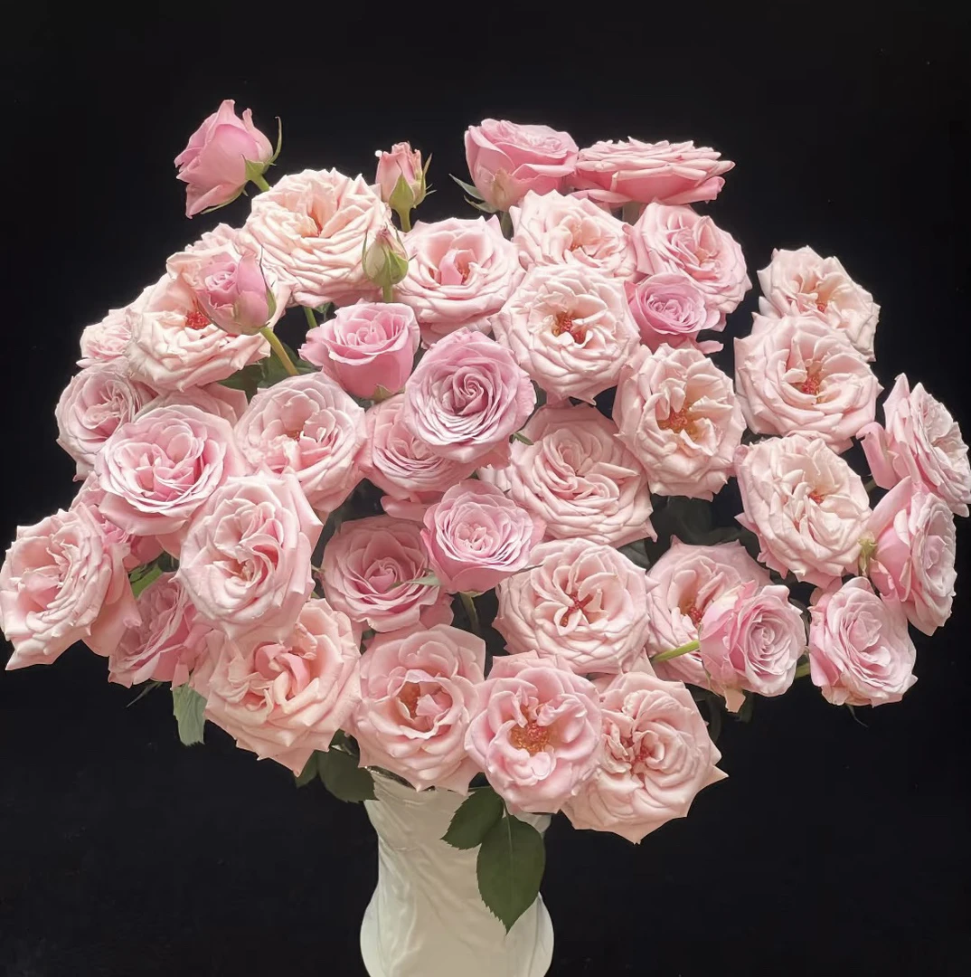 【10枝多头姆齐娅小姐】全场任意两单顺丰包邮，0度以下必拍保温棉！