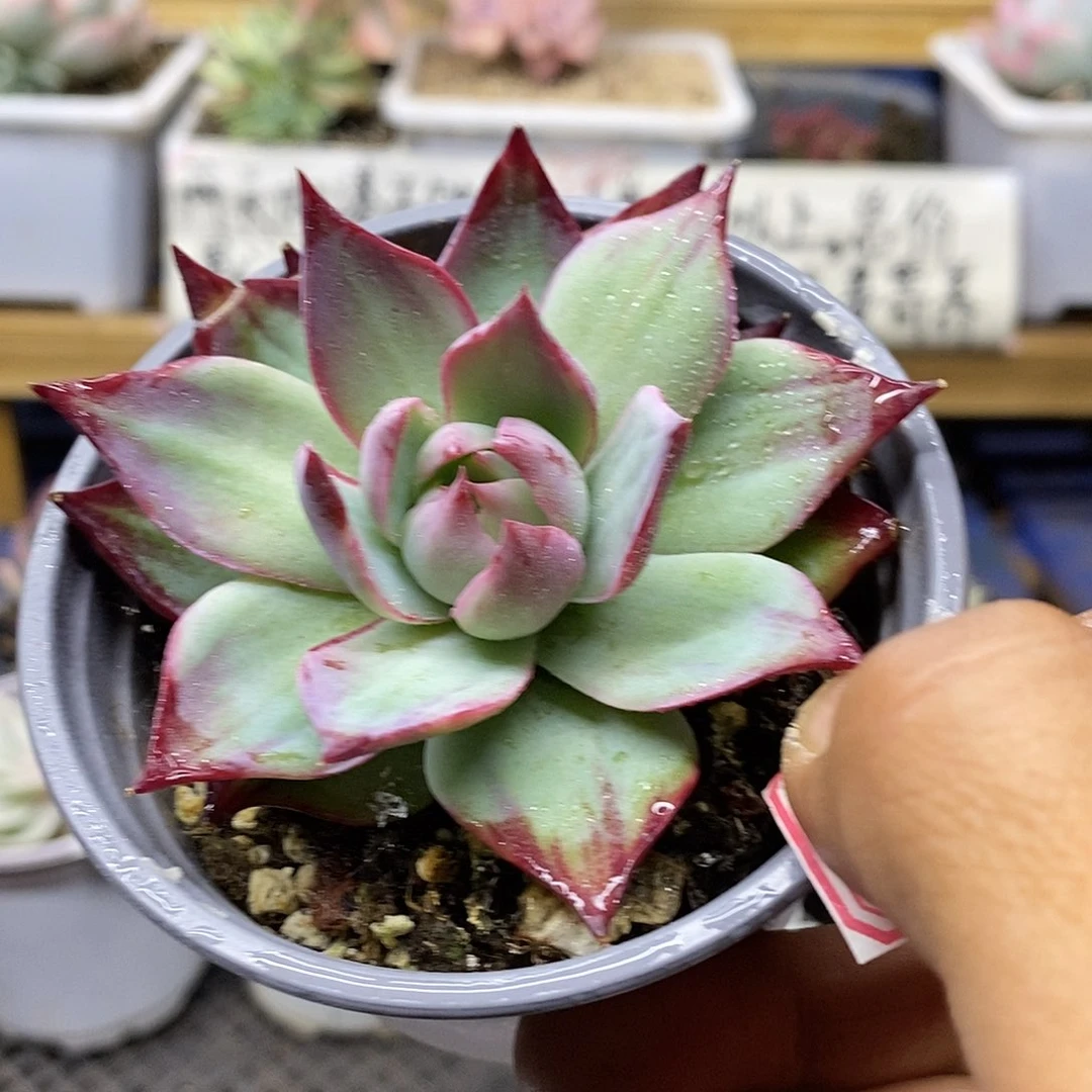 13154 原始惊鸿仙子