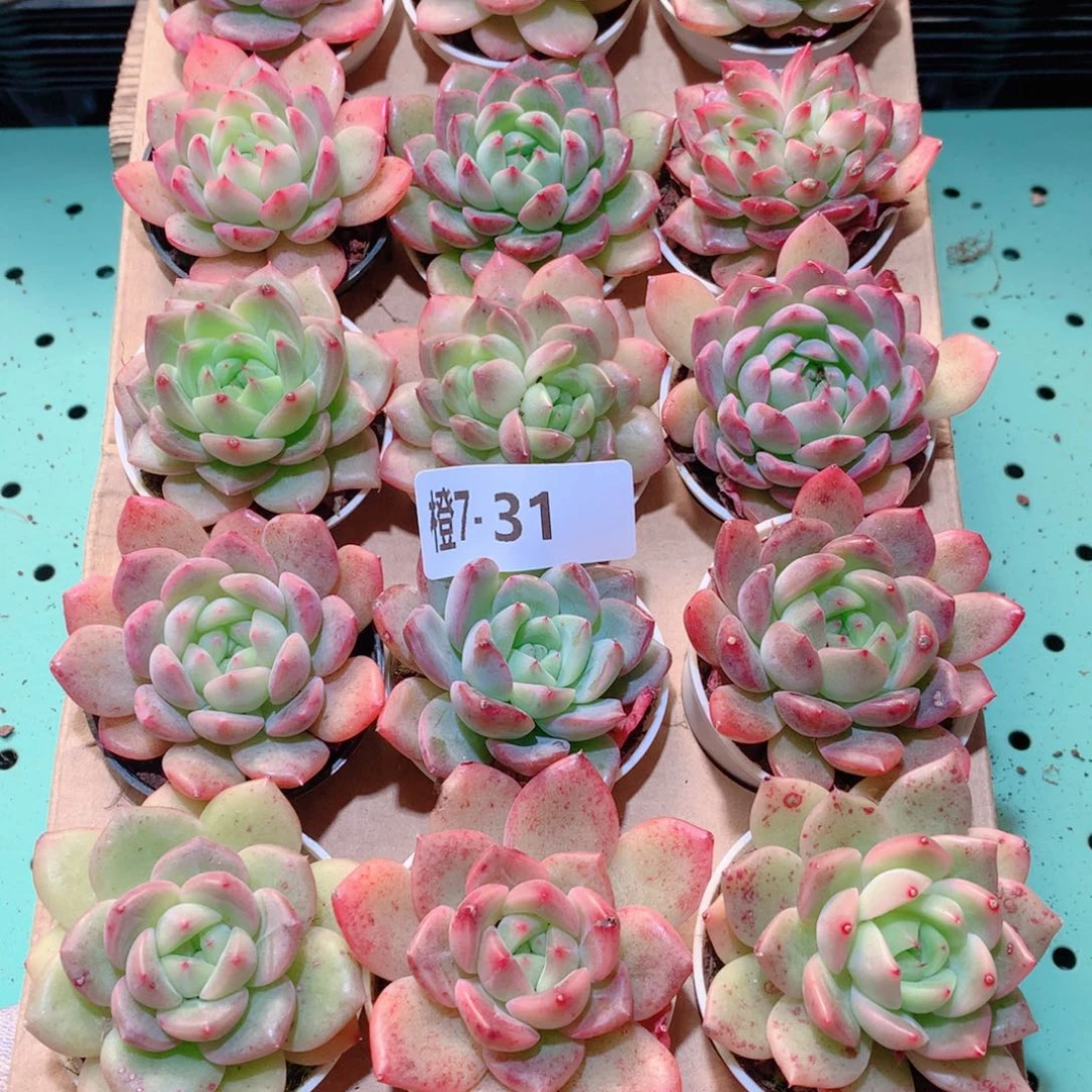 7-31一物一拍多肉带盆18颗