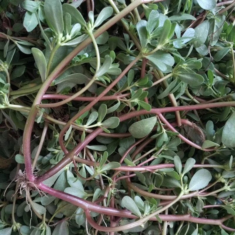 野生红茎马齿苋种子马蜂菜五行草蚂蚁菜长寿菜马母猪菜食用野菜籽