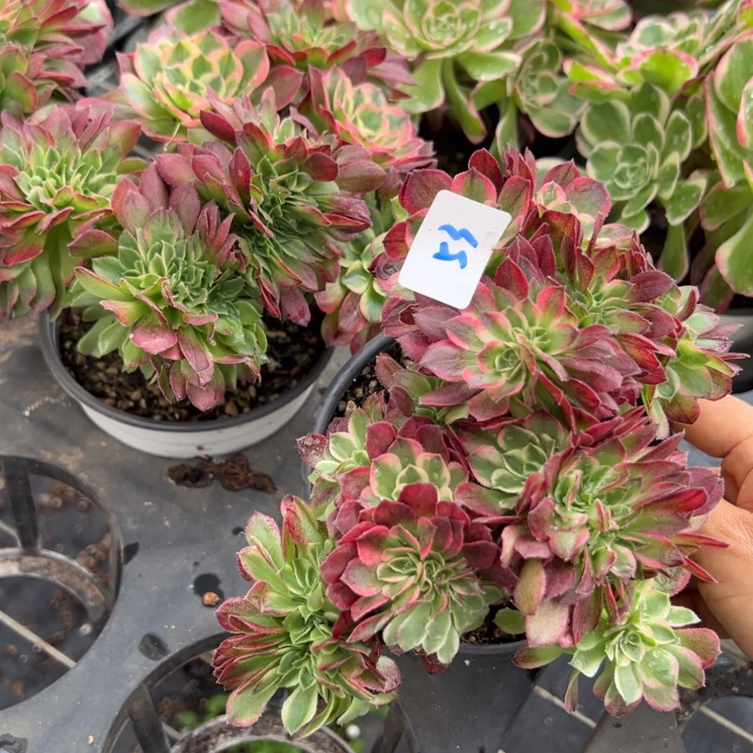 53海王缀多肉一颗15