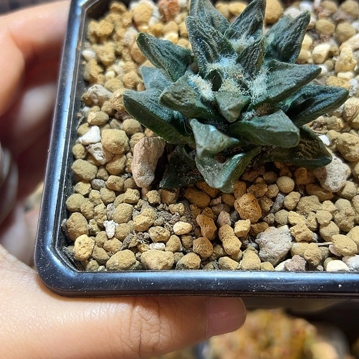 26号自根龙角牡丹5公分