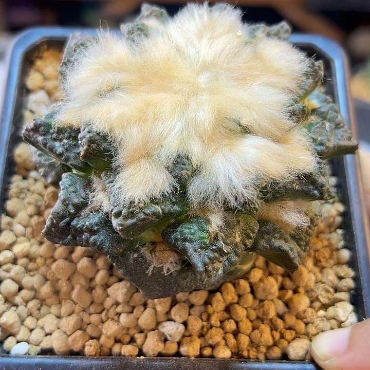 23号自根长毛龟甲8.1公分