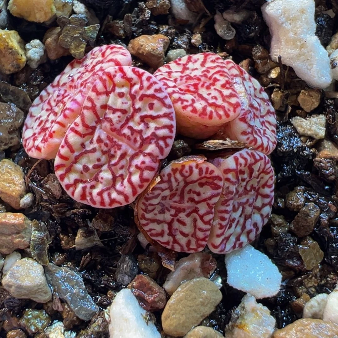 013多肉植物种类多样