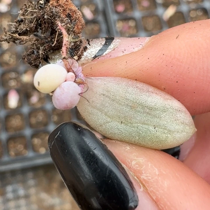 彩虹奶酪一物一拍162