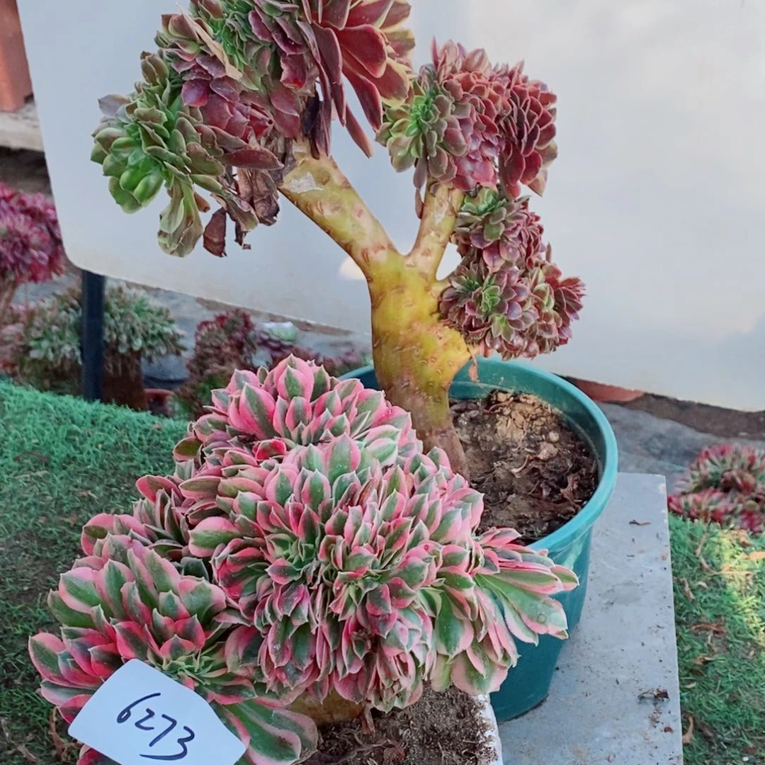 完全开放6273号欧嘉莉➕粉女巫1颗