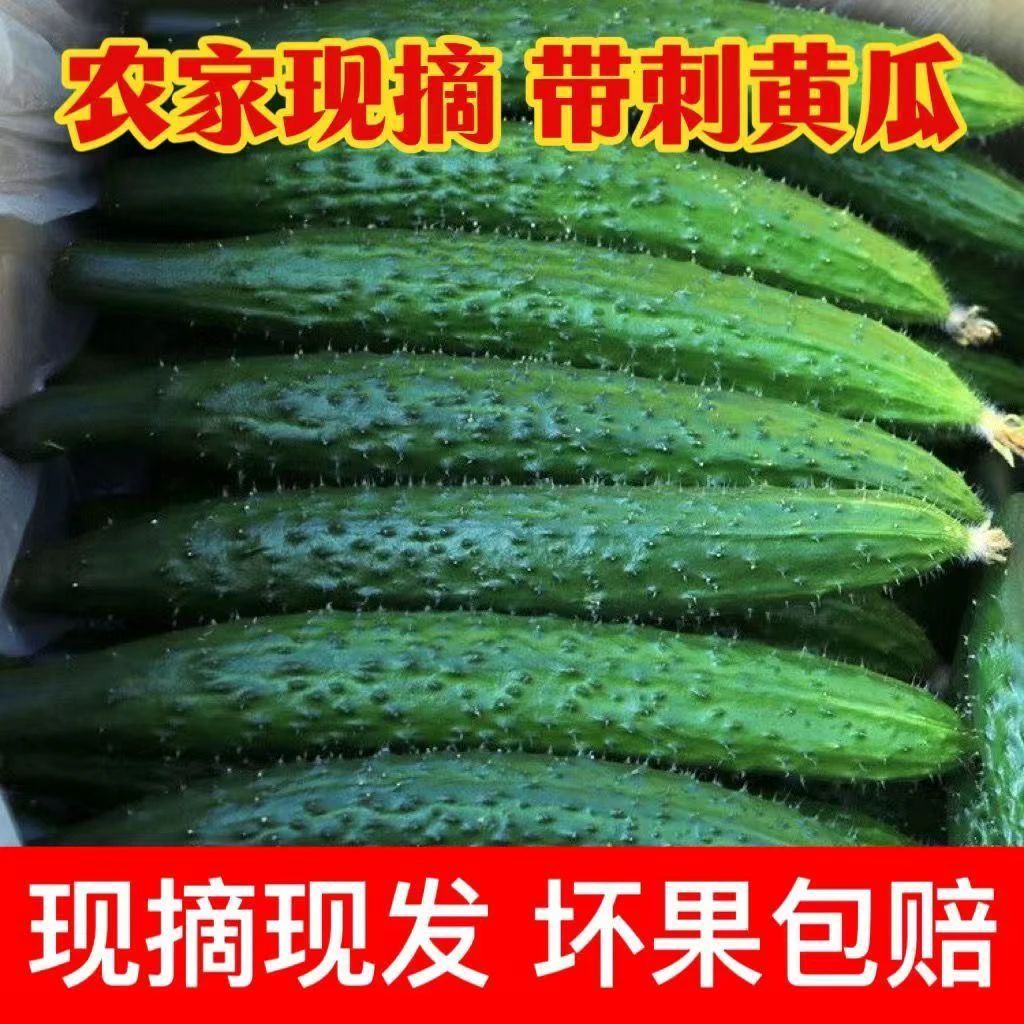 农家菜现摘露天头茬无公害不沾药不嫁接新鲜水果黄瓜