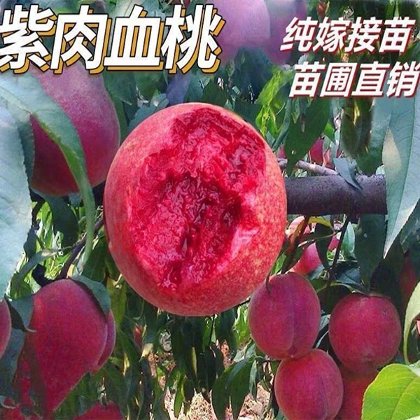 【血桃桃树苗】血桃果树苗盆栽地栽种植阳台庭院种植果树苗