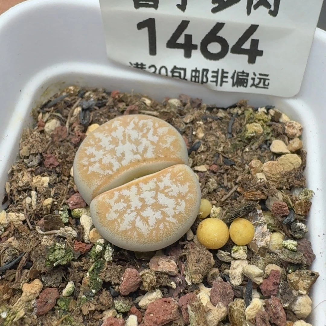 拿铁带盆土