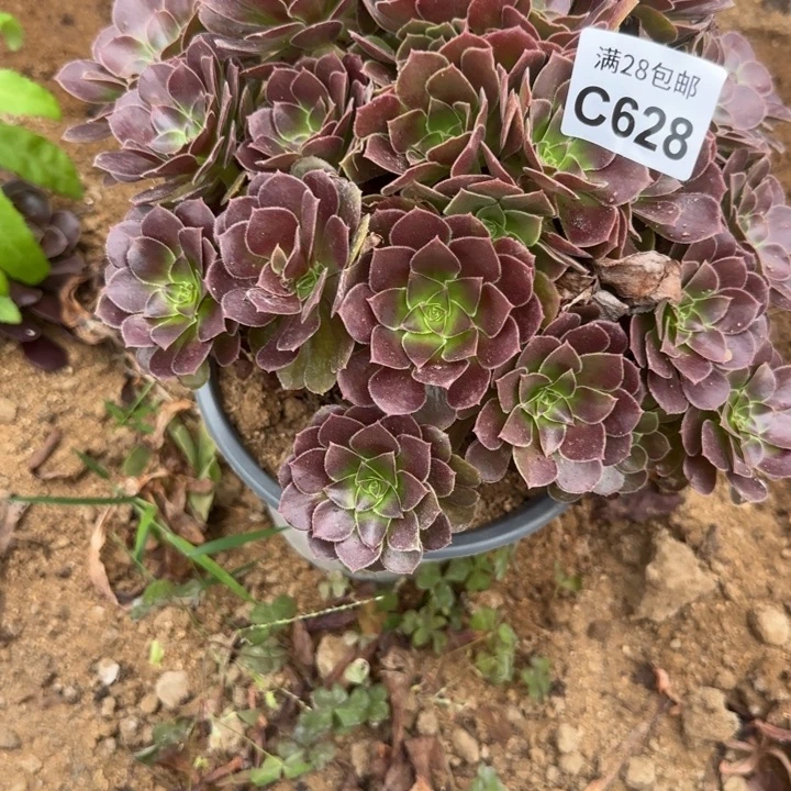 628 多肉植物不包断枝