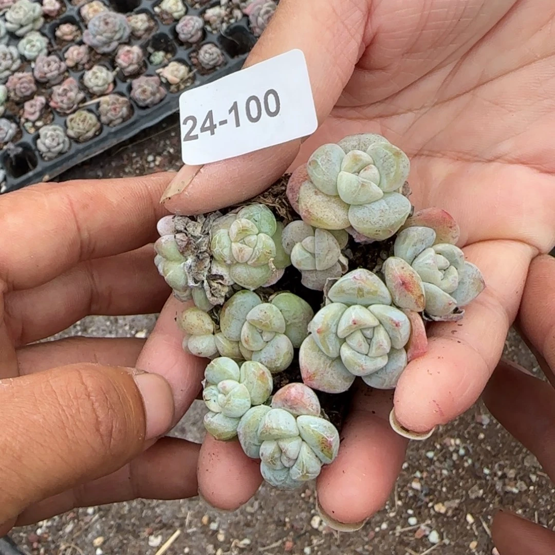 小卡拉米糖心一物一拍