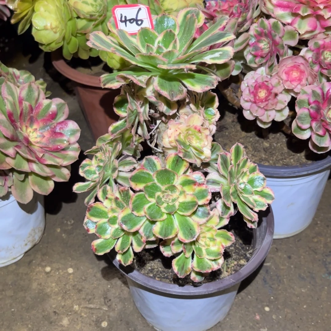 406多肉植物拉丝锦锦