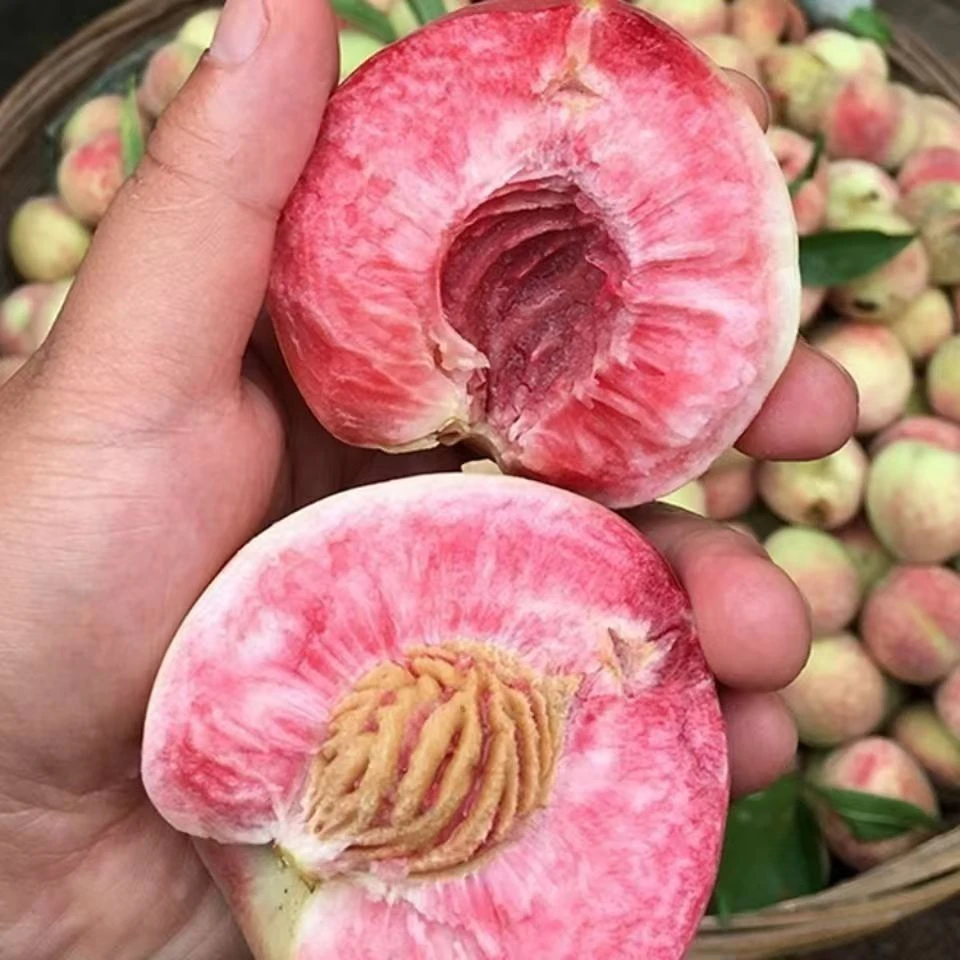 【5斤顺丰包邮】正宗湖北血桃现摘应季水果红心桃子/软糯清甜 jh
