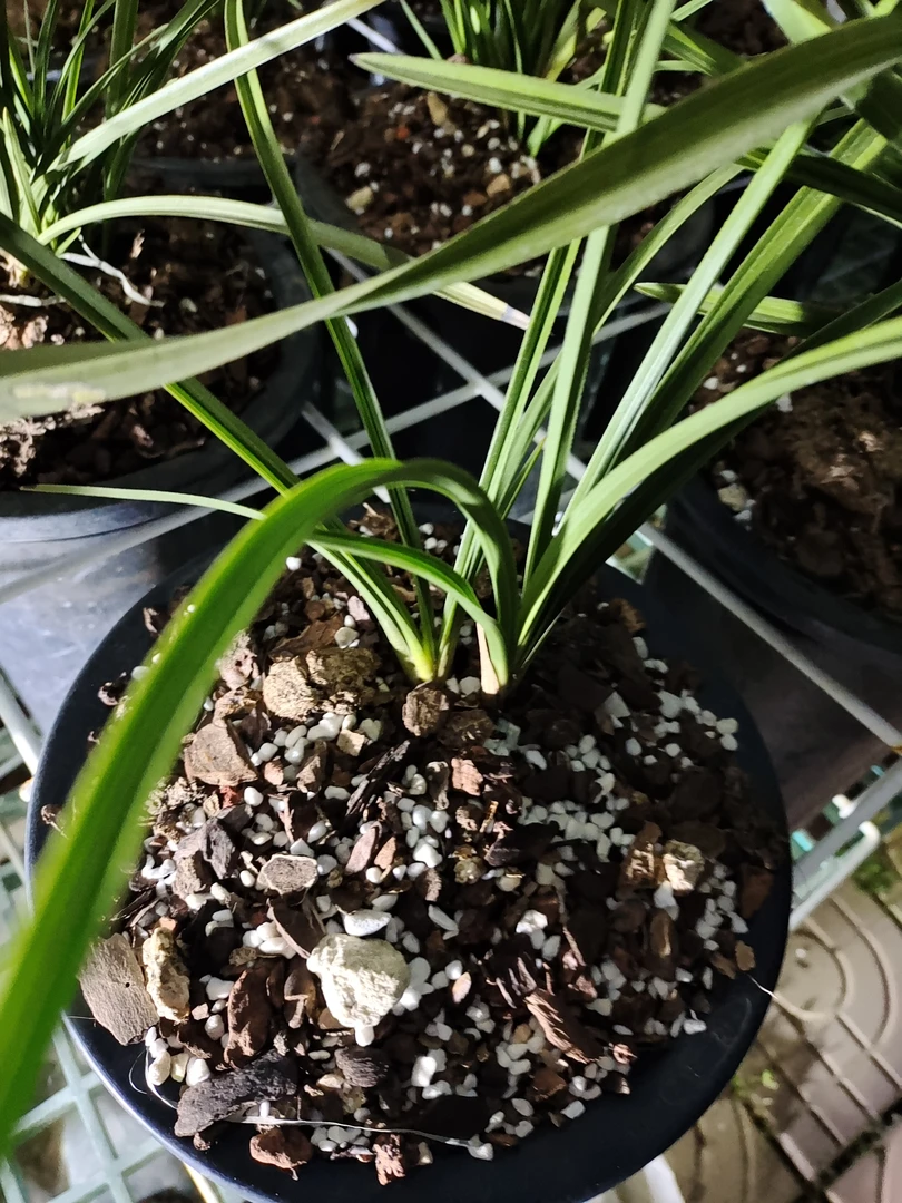 兰花小盆景家居装饰提升生活品质