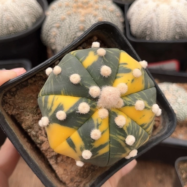 兜锦6一物一拍脱土发货